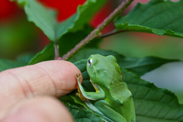 A vibrant green Taipei tree frog perched on a leaf in a lush, green environment. The frog's large, round eyes and smooth skin are clearly visible. New Taipei City, Taiwan.