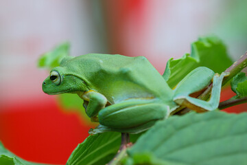 A vibrant green Taipei tree frog perched on a leaf in a lush, green environment. The frog's large, round eyes and smooth skin are clearly visible. New Taipei City, Taiwan.