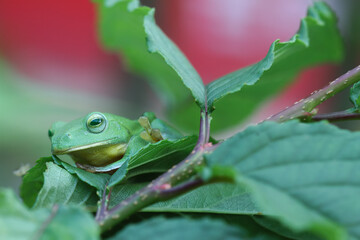 A vibrant green Taipei tree frog perched on a leaf in a lush, green environment. The frog's large, round eyes and smooth skin are clearly visible. New Taipei City, Taiwan.