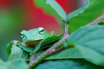 A vibrant green Taipei tree frog perched on a leaf in a lush, green environment. The frog's large, round eyes and smooth skin are clearly visible. New Taipei City, Taiwan.