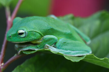 A vibrant green Taipei tree frog perched on a leaf in a lush, green environment. The frog's large, round eyes and smooth skin are clearly visible. New Taipei City, Taiwan.