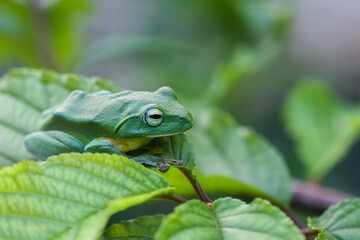 A vibrant green Taipei tree frog perched on a leaf in a lush, green environment. The frog's large, round eyes and smooth skin are clearly visible. New Taipei City, Taiwan.