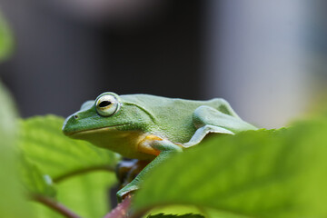 A vibrant green Taipei tree frog perched on a leaf in a lush, green environment. The frog's large, round eyes and smooth skin are clearly visible. New Taipei City, Taiwan.