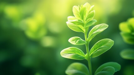 Obraz premium Vibrant green leaf, natural light, soft blurred background