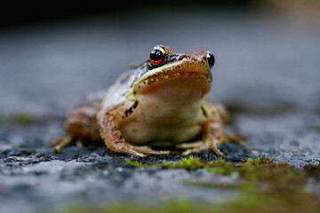 A close-up of an Olive frog staring directly at the camera. The frog has a brown body with green spots and large, round eyes. New Taipei City, Taiwan.
