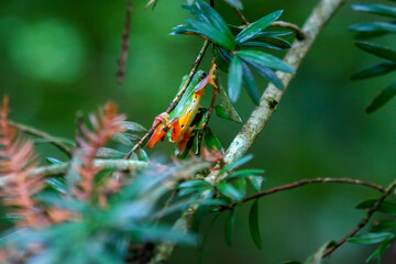 A small, bright green Chinese tree frog (Hyla chinensis) is perched on a thin twig, surrounded by lush green leaves. New Taipei City, Taiwan.