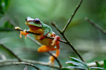 A small, bright green Chinese tree frog (Hyla chinensis) is perched on a thin twig, surrounded by lush green leaves. New Taipei City, Taiwan.