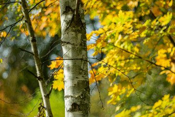 White birch trunk on a bright autumn background.