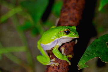 A vibrant emerald tree frog (Zhangixalus aurantiventris) clings to a rusty metal pipe, its bright green skin contrasting sharply with the oxidized surface. New Taipei City, Taiwan.