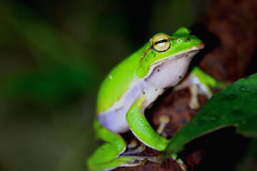 A vibrant emerald tree frog (Zhangixalus aurantiventris) clings to a rusty metal pipe, its bright green skin contrasting sharply with the oxidized surface. New Taipei City, Taiwan.
