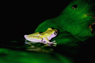 A vibrant green Taipei tree frog perched on a leaf in a lush, green environment. The frog's large, round eyes and smooth skin are clearly visible. New Taipei City, Taiwan.