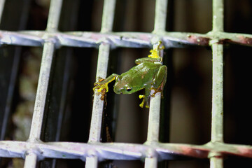 A small, vibrant green Taipei tree frog (Zhangixalus taipeianus) clings to a metal grid, its tiny feet gripping the bars. Captured in New Taipei City, Taiwan.