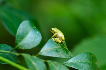 A recently metamorphosed Chinese tree frog (Hyla chinensis) perches on a green leaf. Its bright green skin and delicate features are clearly visible. New Taipei City, Taiwan.