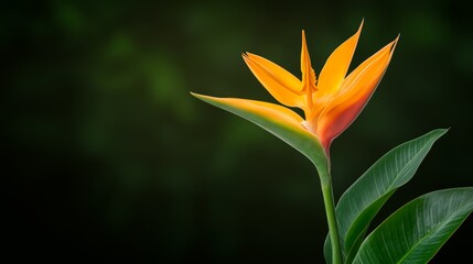 Obraz premium Vibrant orange flower with green leaves on a blurred background.