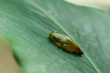 A recently metamorphosed Chinese tree frog (Hyla chinensis) perches on a green leaf. Its bright green skin and delicate features are clearly visible. New Taipei City, Taiwan.