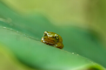 A recently metamorphosed Chinese tree frog (Hyla chinensis) perches on a green leaf. Its bright green skin and delicate features are clearly visible. New Taipei City, Taiwan.