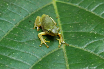 A recently metamorphosed Chinese tree frog (Hyla chinensis) perches on a green leaf. Its bright green skin and delicate features are clearly visible. New Taipei City, Taiwan.