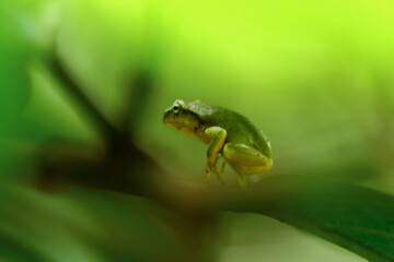 A recently metamorphosed Chinese tree frog (Hyla chinensis) perches on a green leaf. Its bright green skin and delicate features are clearly visible. New Taipei City, Taiwan.