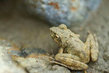 A small brown Eiffinger's tree frog (Kurixalus eiffingeri) perches in a wetland, staring intently at the camera with its large golden eyes. New Taipei City, Taiwan.
