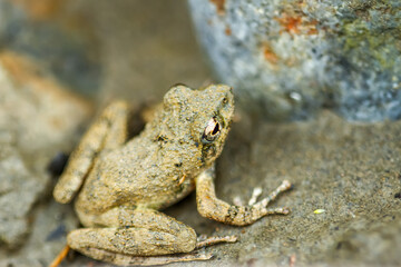 A small brown Eiffinger's tree frog (Kurixalus eiffingeri) perches in a wetland, staring intently at the camera with its large golden eyes. New Taipei City, Taiwan.