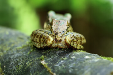 A vibrant Swinhoe's Frog (Odorrana swinhoana) is perched on a mossy log, showcasing its distinctive green and brown markings. Its large, round eyes and pointed snout are visible. Taiwan.