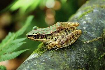 A vibrant Swinhoe's Frog (Odorrana swinhoana) is perched on a mossy log, showcasing its distinctive green and brown markings. Its large, round eyes and pointed snout are visible. Taiwan.