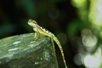 A close-up of a vibrant yellow-mouthed japalura lizard perched on a rock. The lizard's green and brown scales contrast beautifully with the mossy rock. New Taipei City, Taiwan.