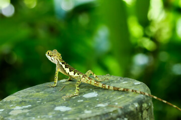 A close-up of a vibrant yellow-mouthed japalura lizard perched on a rock. The lizard's green and brown scales contrast beautifully with the mossy rock. New Taipei City, Taiwan.