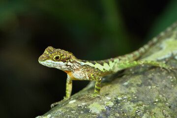 A close-up of a vibrant yellow-mouthed japalura lizard perched on a rock. The lizard's green and brown scales contrast beautifully with the mossy rock. New Taipei City, Taiwan.