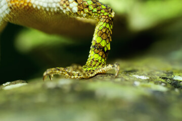 A macro photograph of a yellow-mouthed japalura lizard's foot, showcasing intricate details of its scales and sharp claws. New Taipei City, Taiwan.