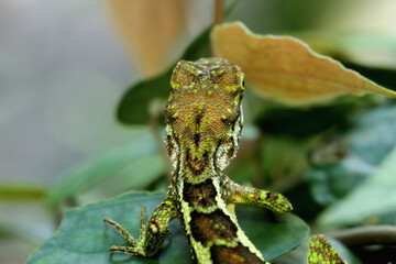 A well-camouflaged yellow-mouthed japalura lizard perched on a leaf, its green and brown scales blending seamlessly with its surroundings. New Taipei City, Taiwan.