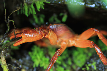 A macro photograph of a Rathbun's freshwater crab's face, showcasing its intricate details and striking red color. The crab's compound eyes and powerful claws are clearly visible. Taiwan.