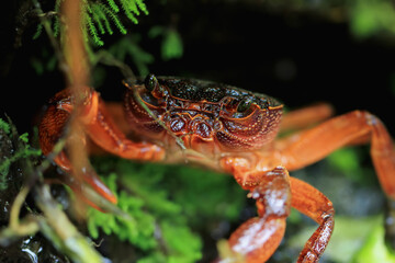 A macro photograph of a Rathbun's freshwater crab's face, showcasing its intricate details and striking red color. The crab's compound eyes and powerful claws are clearly visible. Taiwan.