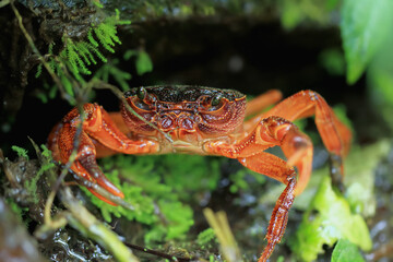 A macro photograph of a Rathbun's freshwater crab's face, showcasing its intricate details and striking red color. The crab's compound eyes and powerful claws are clearly visible. Taiwan.