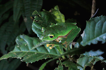 A vibrant Taipei tree frog (Zhangixalus taipeianus) is perched on a large green leaf, surrounded by lush foliage. Its bright green skin and large, round eyes are clearly visible. Taiwan.