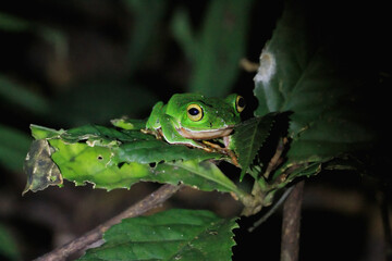A vibrant Taipei tree frog (Zhangixalus taipeianus) is perched on a large green leaf, surrounded by lush foliage. Its bright green skin and large, round eyes are clearly visible. Taiwan.