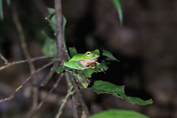 A vibrant orange-bellied tree frog clings to a slender branch in a lush green forest. Its bright...