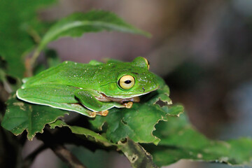 A vibrant Taipei tree frog (Zhangixalus taipeianus) is perched on a large green leaf, surrounded by lush foliage. Its bright green skin and large, round eyes are clearly visible. Taiwan.