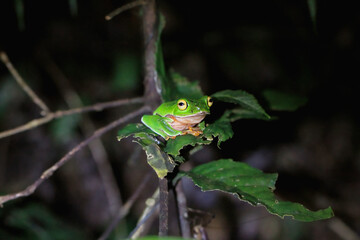 A vibrant orange-bellied tree frog clings to a slender branch in a lush green forest. Its bright green skin and contrasting orange belly make it an eye-catching subject. New Taipei City, Taiwan.