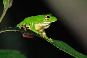 A vibrant green Moltrecht's tree frog(Zhangixalus moltrechti) clings to a broad leaf at night, its golden eyes contrasting against its smooth, spotted skin. New Taipei City, Taiwan.