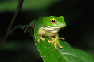 A vibrant green Moltrecht's tree frog(Zhangixalus moltrechti) clings to a broad leaf at night, its golden eyes contrasting against its smooth, spotted skin. New Taipei City, Taiwan.