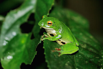 A vibrant green Moltrecht's tree frog(Zhangixalus moltrechti) clings to a broad leaf at night, its golden eyes contrasting against its smooth, spotted skin. New Taipei City, Taiwan.