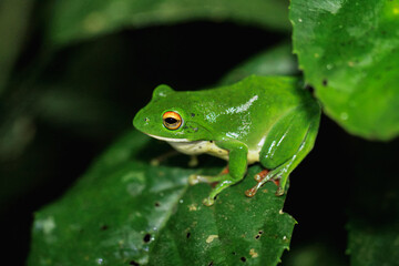 A vibrant green Moltrecht's tree frog(Zhangixalus moltrechti) clings to a broad leaf at night, its golden eyes contrasting against its smooth, spotted skin. New Taipei City, Taiwan.