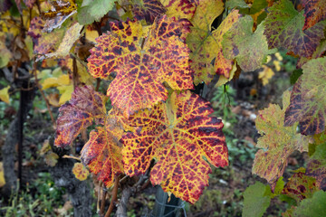 red vine leaves in autumn in a vineyard 