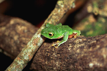 A vibrant green Taipei tree frog is perfectly camouflaged on a tree branch at night. Its large, round eyes and sticky toe pads are clearly visible. New Taipei City, Taiwan.