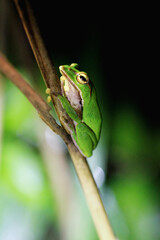 A vibrant emerald green tree frog clings to a slender twig, its large, golden eyes fixed on the camera. Taiwan, New Taipei City.