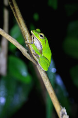 A vibrant emerald green tree frog clings to a slender twig, its large, golden eyes fixed on the camera. Taiwan, New Taipei City.
