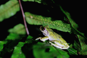 A small green Eiffinger's tree frog is perfectly camouflaged among the vibrant fern fronds. The frog's textured skin and large, dark eyes provide intricate detail. New Taipei City, Taiwan.