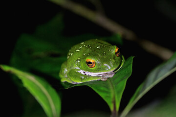 A vibrant green Moltrecht's tree frog(Zhangixalus moltrechti) clings to a broad leaf, its golden eyes contrasting against its smooth, spotted skin. New Taipei City, Taiwan.