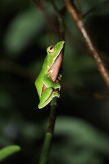 A vibrant orange-bellied tree frog clings to a slender branch in a lush green forest. Its bright...